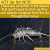 WTF Fun Fact – Silverfish Don’t Drink