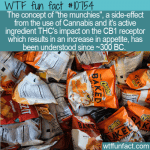 WTF Fun Fact - The Munchies