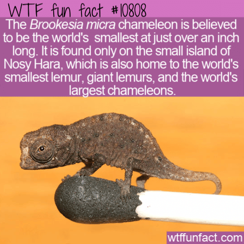 WTF Fun Fact - World's Smallest Chameleon