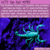 WTF Fun Fact – 12 Eyed Scorpion