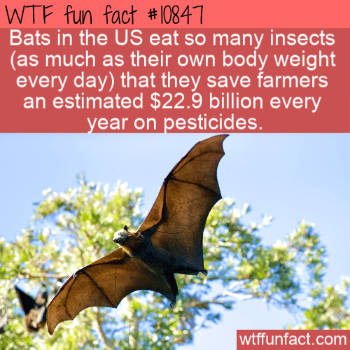 WTF Fun Fact - Bats Save Farmers Money