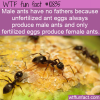 WTF Fun Fact – Fatherless Ants