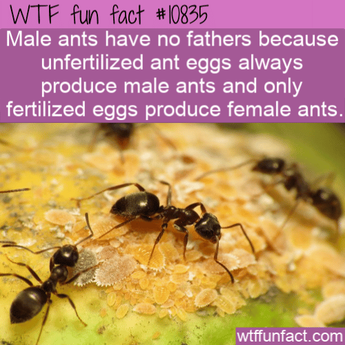 WTF Fun Fact - Birth Secret Of Ants