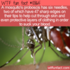 WTF Fun Fact – Mosquito Proboscis
