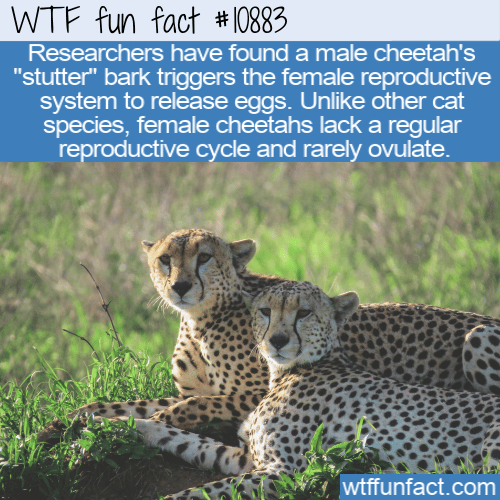 WTF-Fun-Fact-Cheetahs-Bark-Females-Ovulate.png