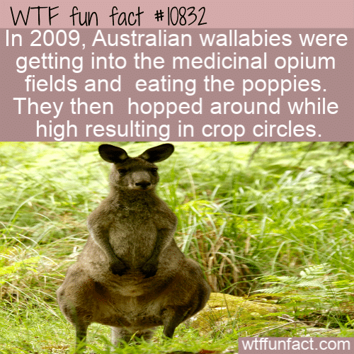 WTF Fun Fact - Crop Circles From Stoned Wallabies