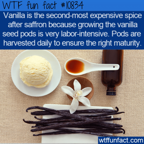 WTF Fun Fact - Expensive Vanilla