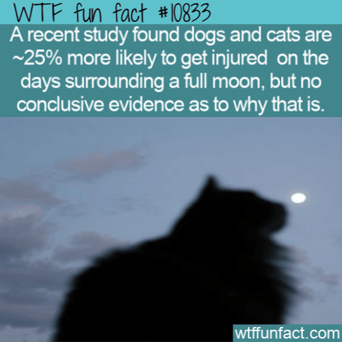 WTF Fun Fact - Full Moon And Pets