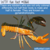 WTF Fun Fact – Multi-Colored Lobsters