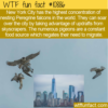 WTF Fun Fact – Peregrine Falcons’  NYC Home