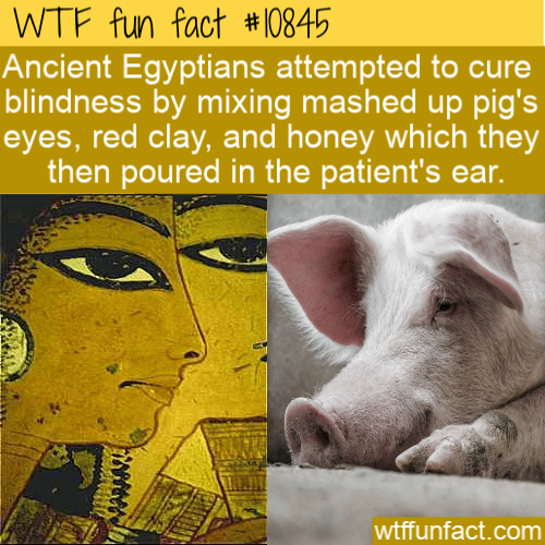 WTF Fun Fact - Pigs Eye Cured Blindness