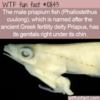 WTF Fun Fact – Priapium fish