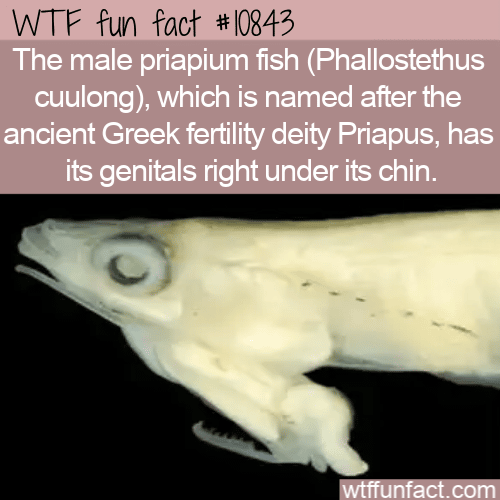 WTF Fun Fact - Priapium Fish