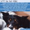 WTF Fun Fact – Puppy Dog Eyes