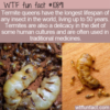WTF Fun Fact – Termites Food & Medicine