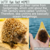 WTF Fun Fact – Ocean Hedgehogs
