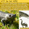 WTF Fun Fact – Spanish Ribbed Newt