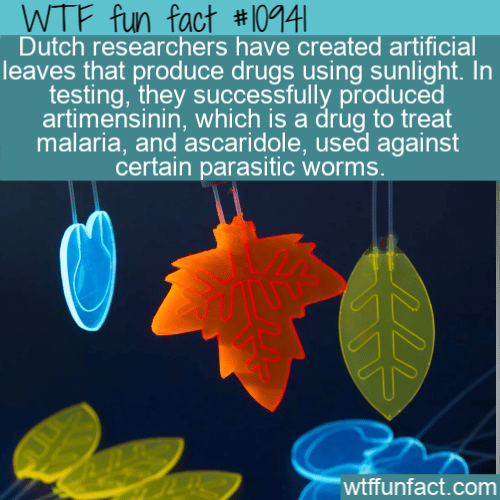 WTF Fun Fact - Artificial Leaves Producing Drugs