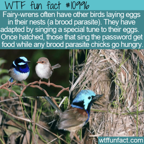 WTF Fun Fact - Fairy-wrens Use Feeding Password
