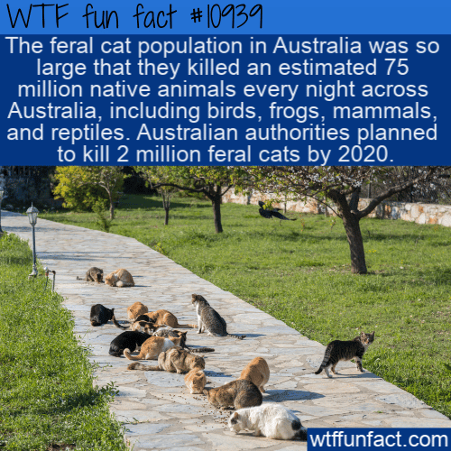 WTF Fun Fact - Feral Cats Gotta Eat
