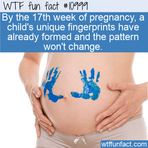 WTF Fun Fact - Fingerprint Formation