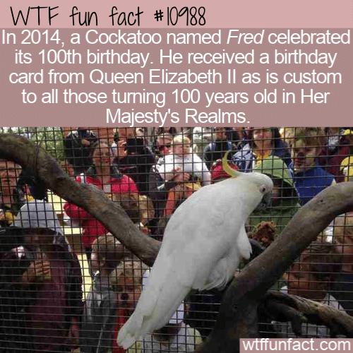 WTF Fun Fact - Fred's 100th birthday