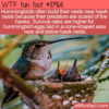 WTF Fun Fact – Hummingbird Nests