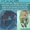 WTF Fun Fact – Jaguars Swimming