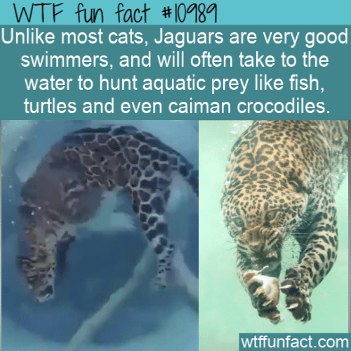WTF Fun Fact - Jaguars Can Hunt Fish
