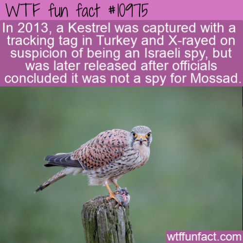 WTF Fun Fact - Kestrel Arrested In Turkey