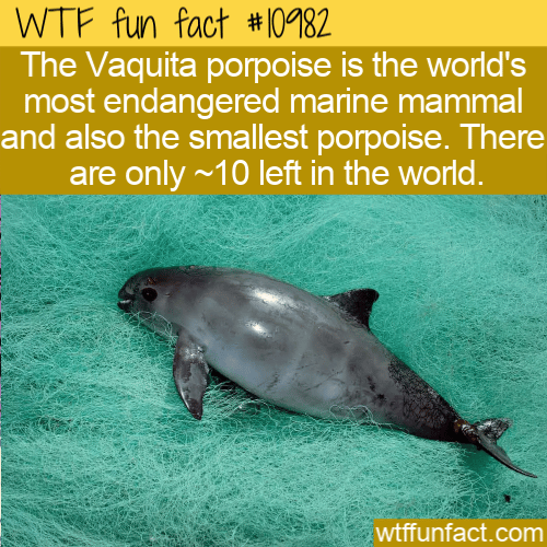 WTF Fun Fact - Most Endangered Marine Mammal
