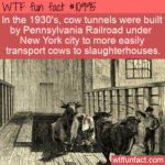WTF Fun Fact - NYC Cow Tunnels