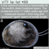 WTF Fun Fact – Tiny Ostracod’s Giant Sperm