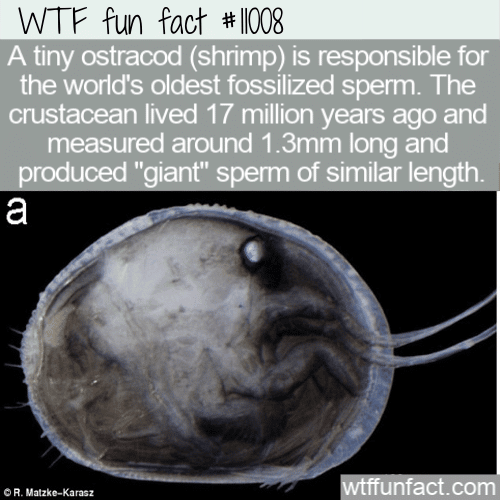 WTF Fun Fact - Ostracod's Giant Sperm