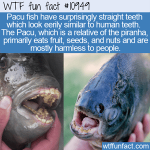 i am fish piranha