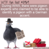 WTF Fun Fact – Pigeon Accents
