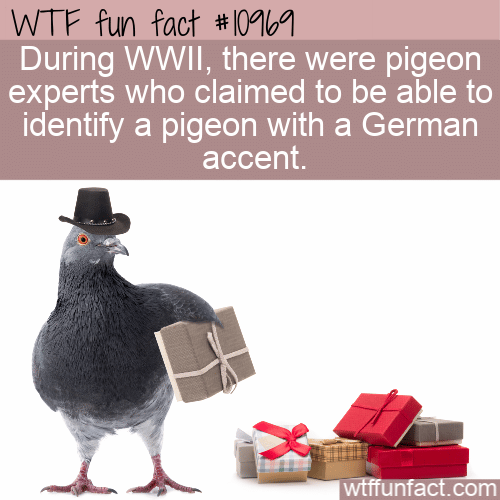 WTF Fun Fact - Pigeons With German Accents