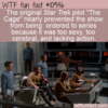 WTF Fun Fact – Star Trek Too Sexy