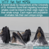 WTF Fun Fact – Whale Songs