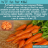 WTF Fun Fact – Baby Carrots