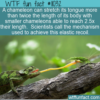 WTF Fun Fact – Chameleons’ Long Tongues