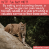 WTF Fun Fact – Cougars Planting Seeds