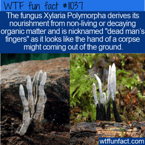WTF Fun Fact - Dead Man's Fingers Fungi