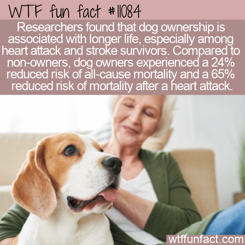 WTF Fun Fact - Dogs For Long Life