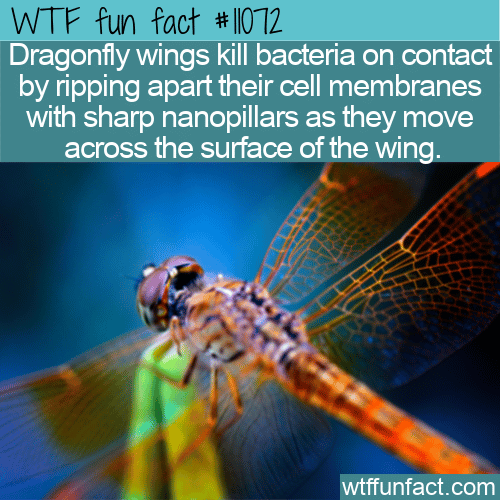 WTF Fun Fact - Dragonfly Wing Destroyers