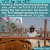 WTF Fun Fact – Eyes On The Behind