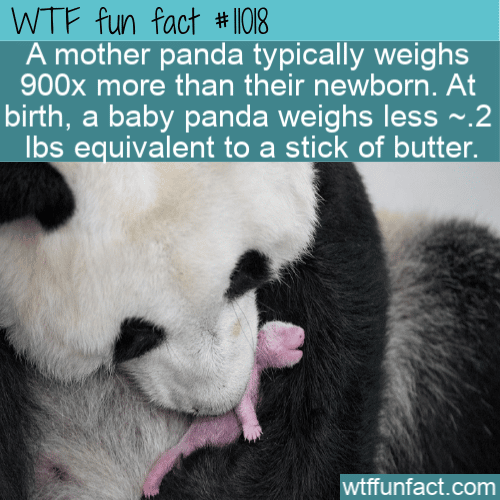 WTF Fun Fact - Giant Panda Born As Tiny