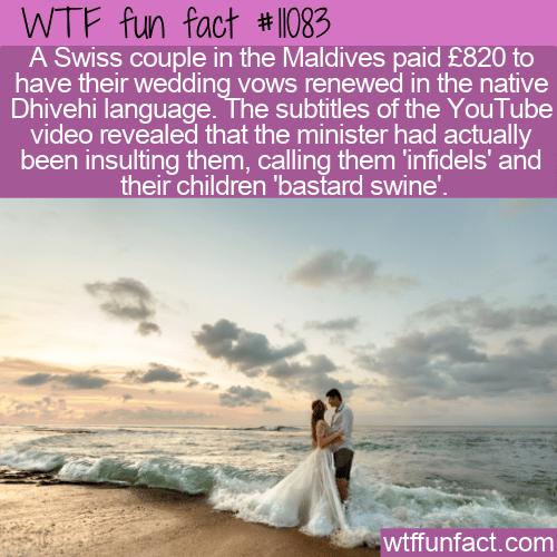 WTF Fun Fact - Insulting Subtitles