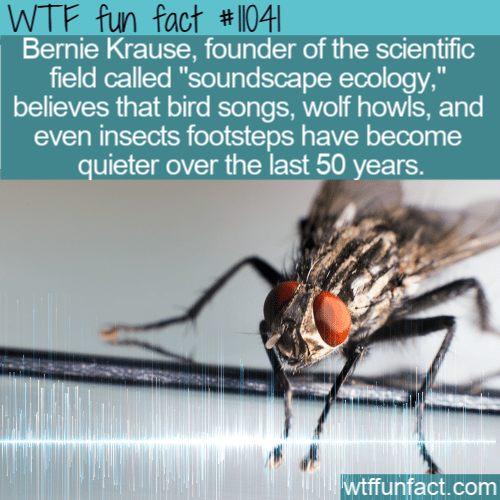 WTF Fun Fact - Soundscape Ecology