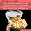 WTF Fun Fact – Tarahumara’s Important Tesguino